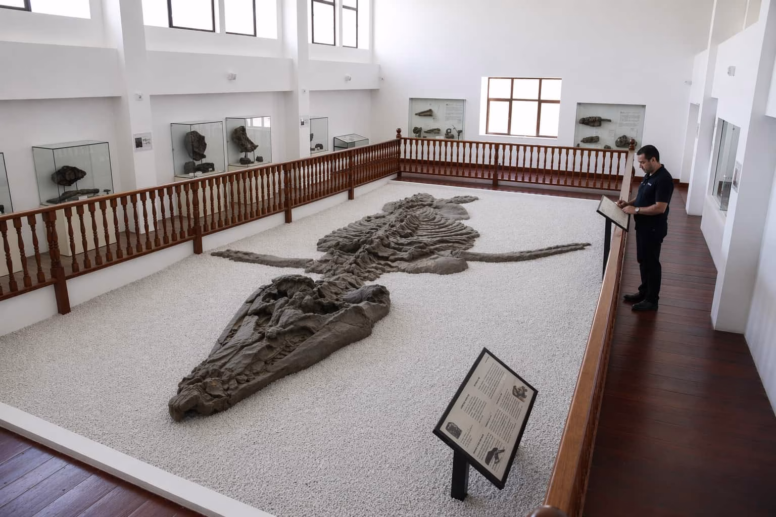 fossils museo paleontologico villa de leyva colombia