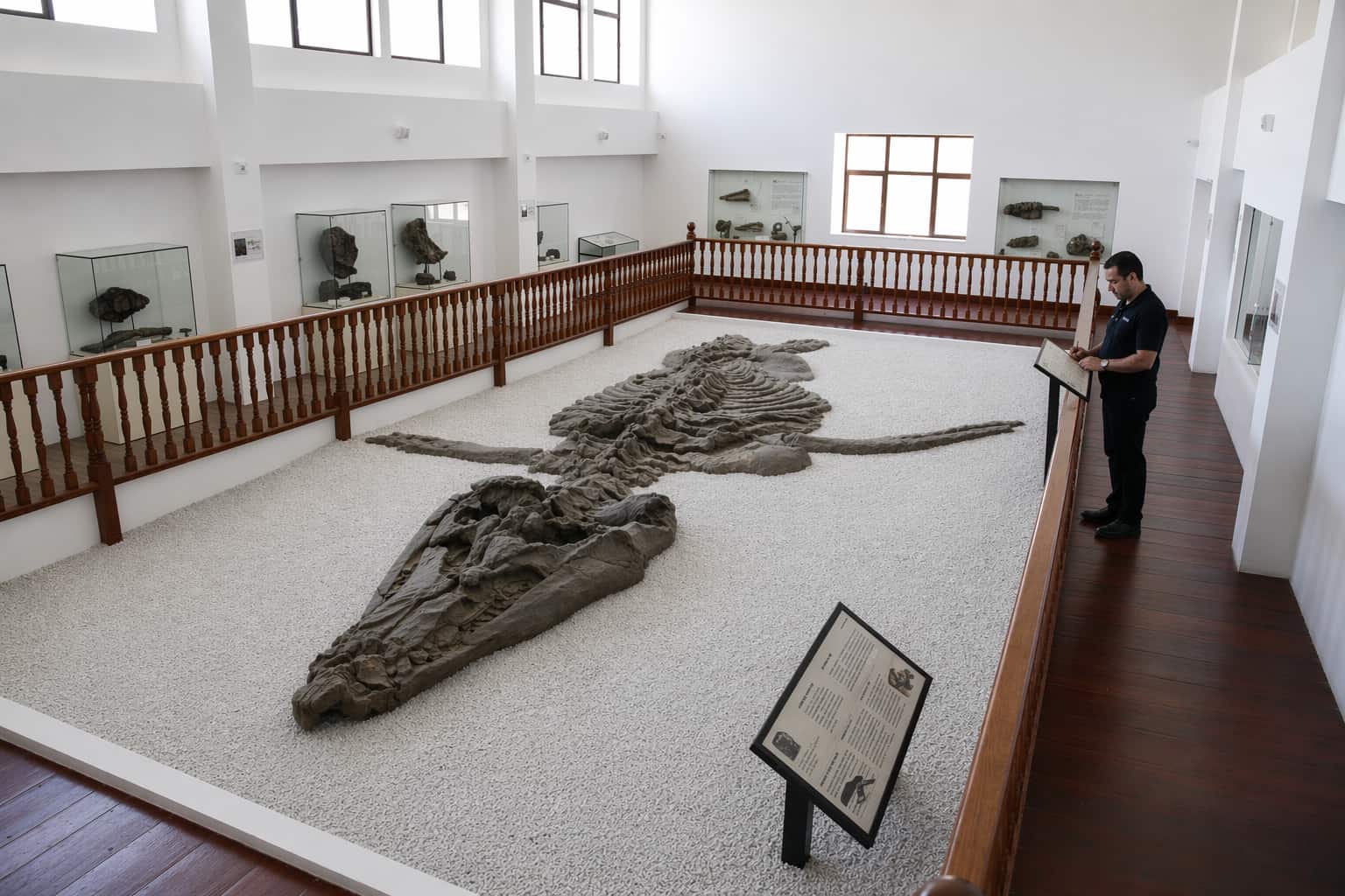 fossils museo paleontologico villa de leyva colombia