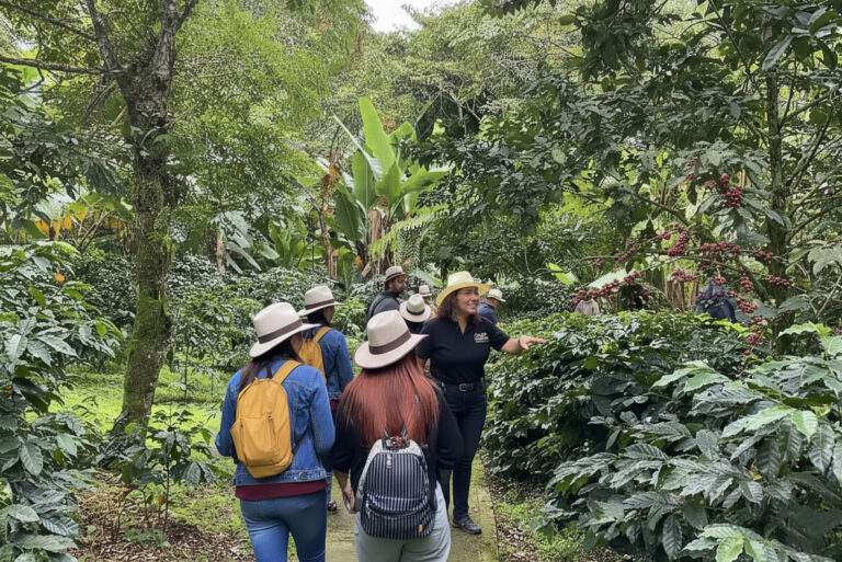 A guide leads visitors in straw hats between coffee bushes in fruit on one of our coffee-farm walks