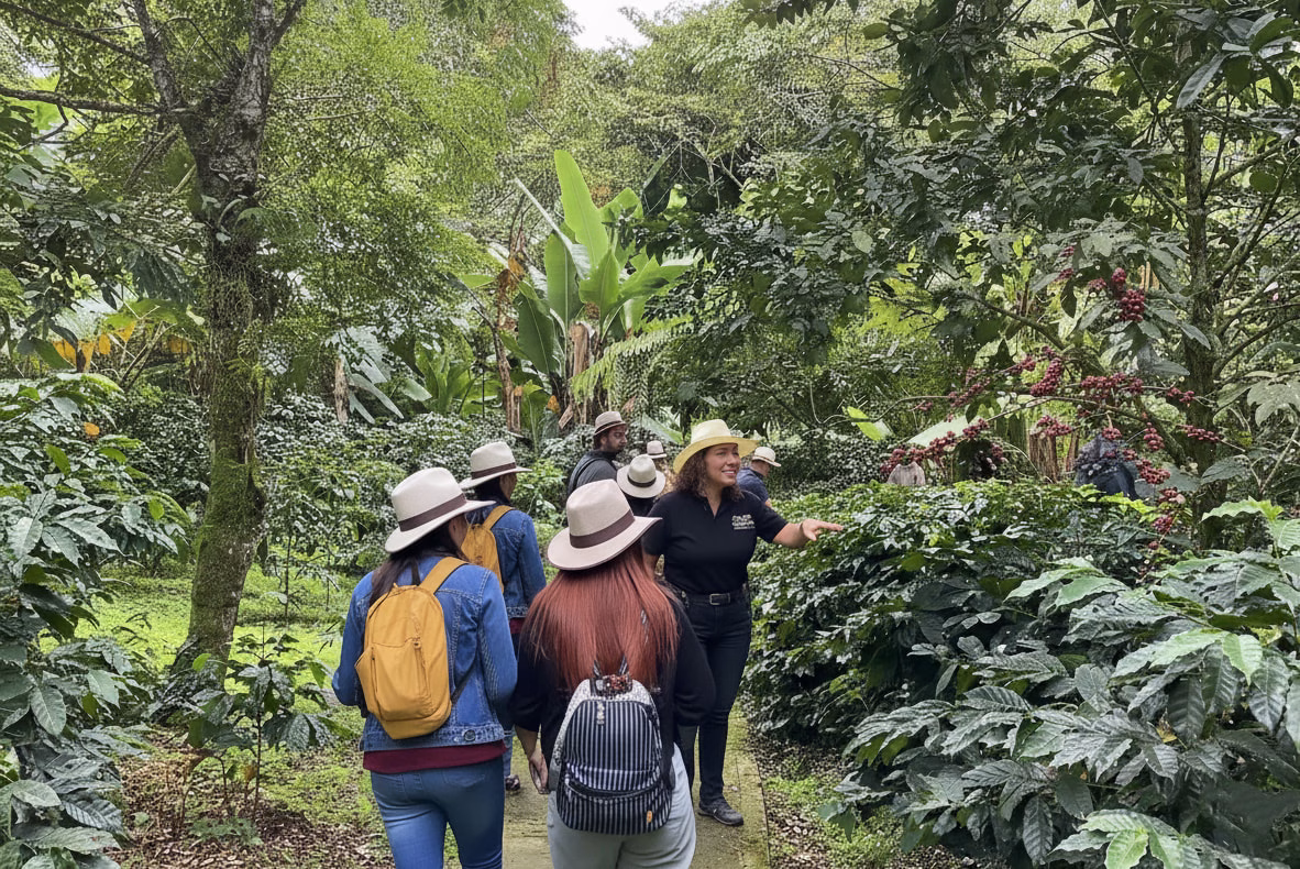 A guide leads visitors in straw hats between coffee bushes in fruit on one of our coffee-farm walks