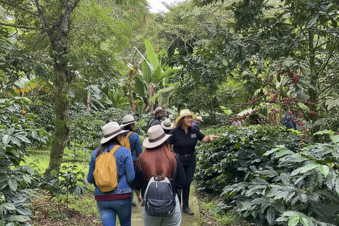 Tour through Cafetales (Coffee plantations)