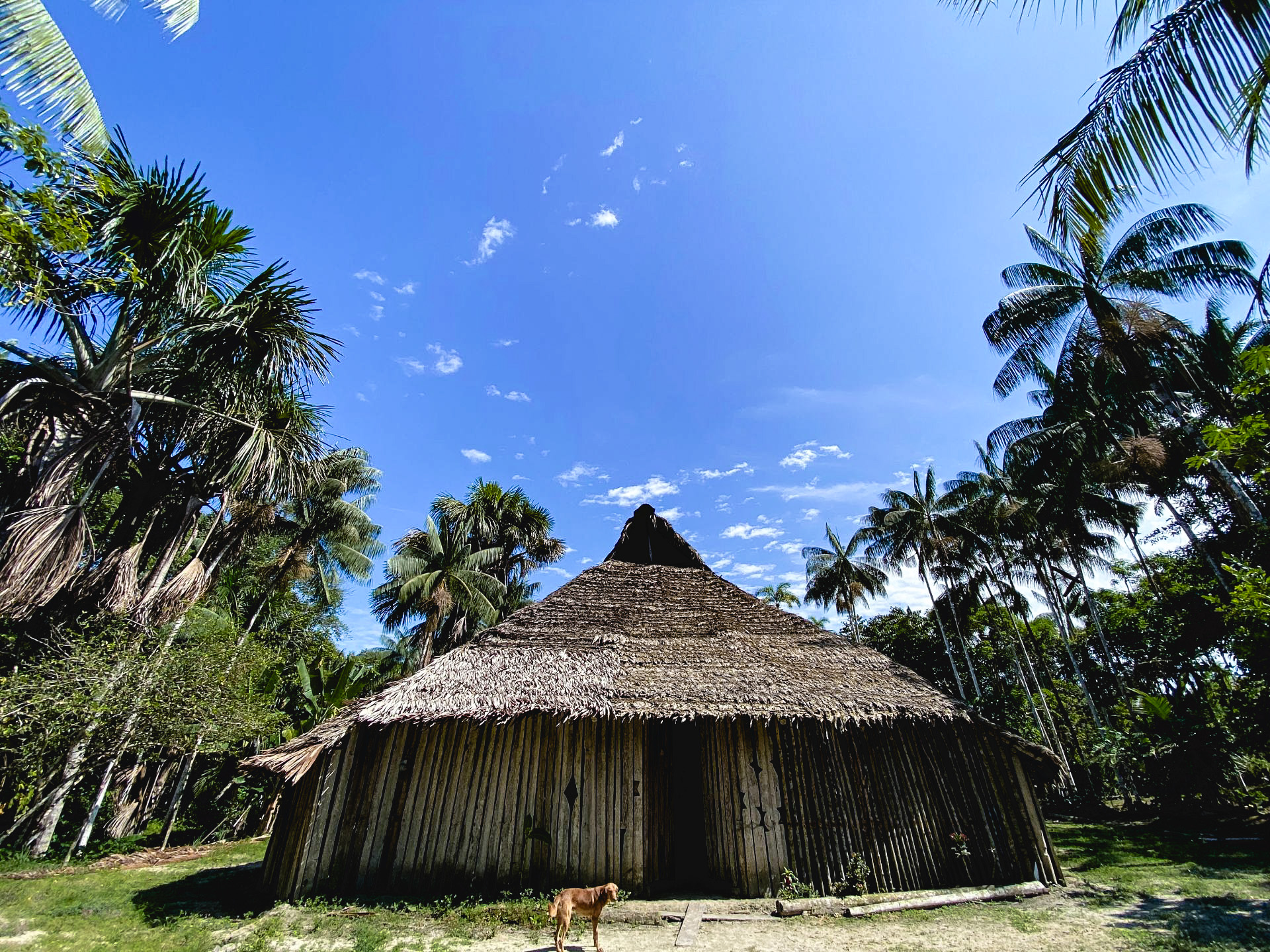 Traditional maloca surrounded by palm trees in the rainforest during an Amazon Three Borders Tour Colombia experience.