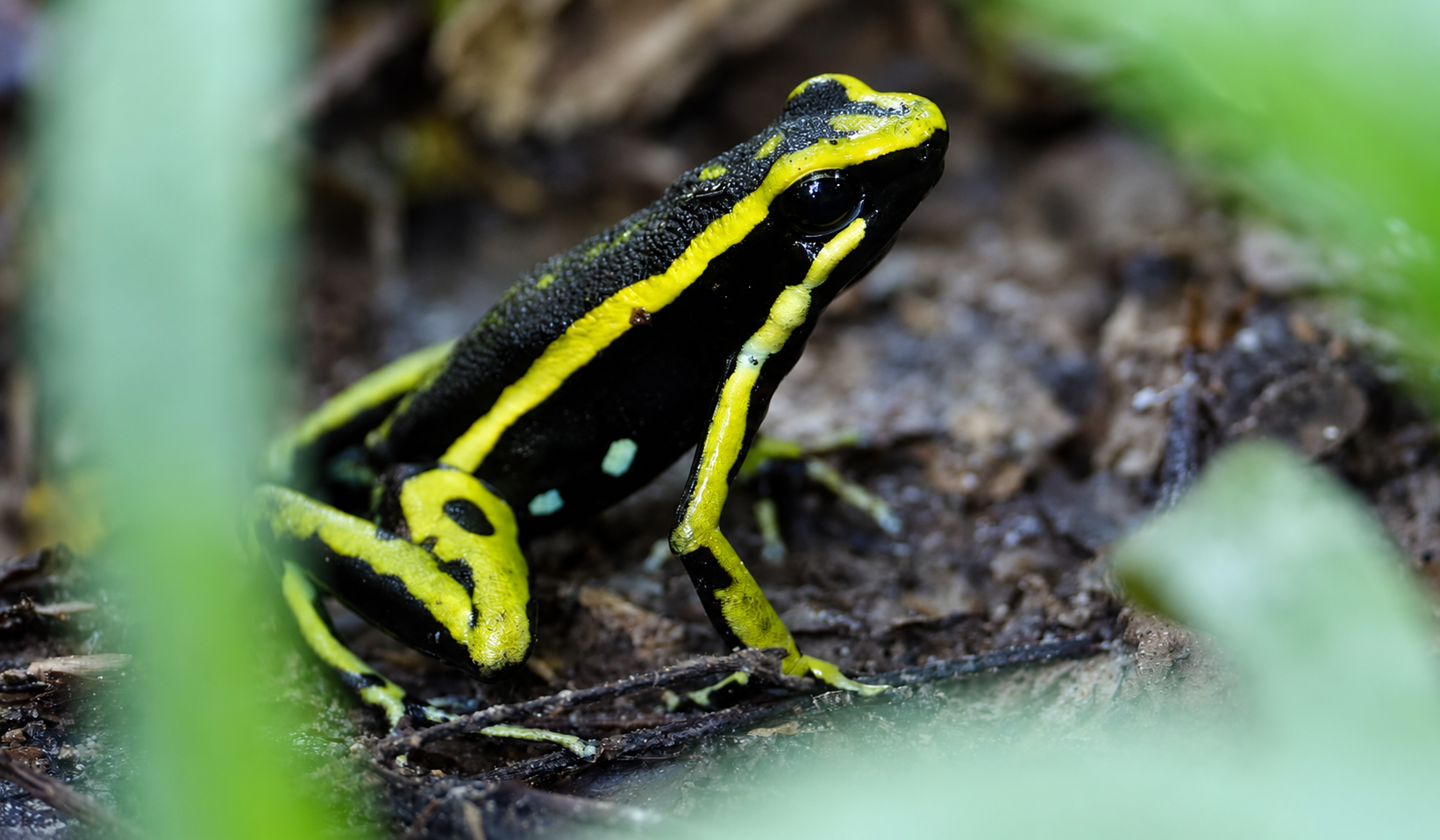 Close-up of a black and yellow poison dart frog on the forest floor during a 4 day Amazon tour.