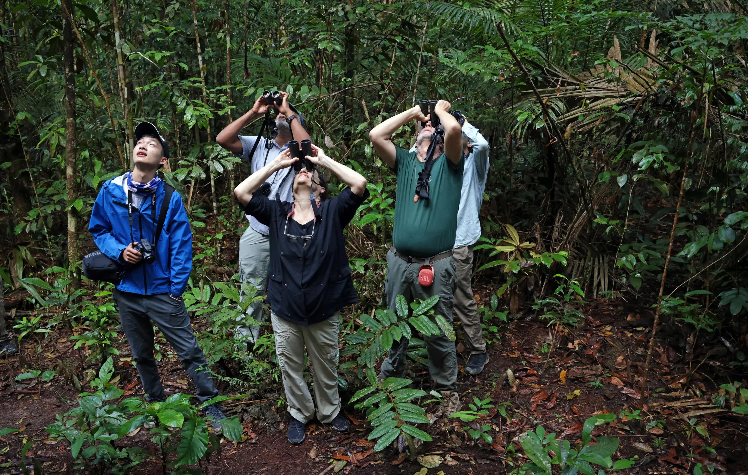 Birdwatchers scanning the rainforest canopy with binoculars during a Birding Amazon Tour.