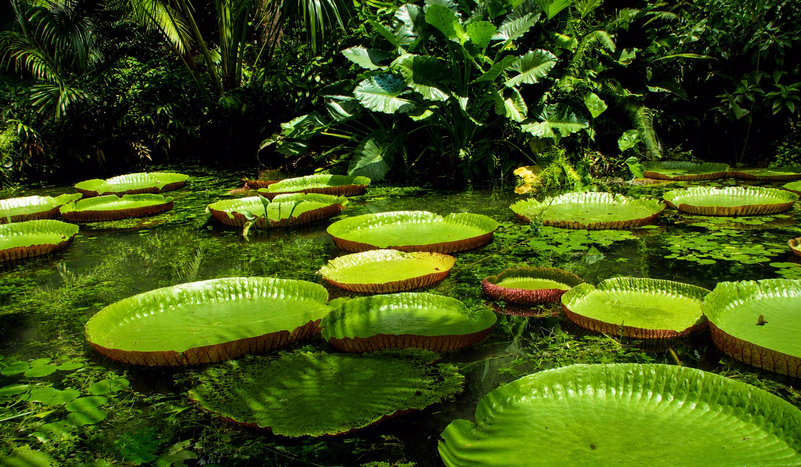 Nenúfares gigantes flotando en un estanque tropical exuberante visitado durante un tour de 4 días por el Amazonas.