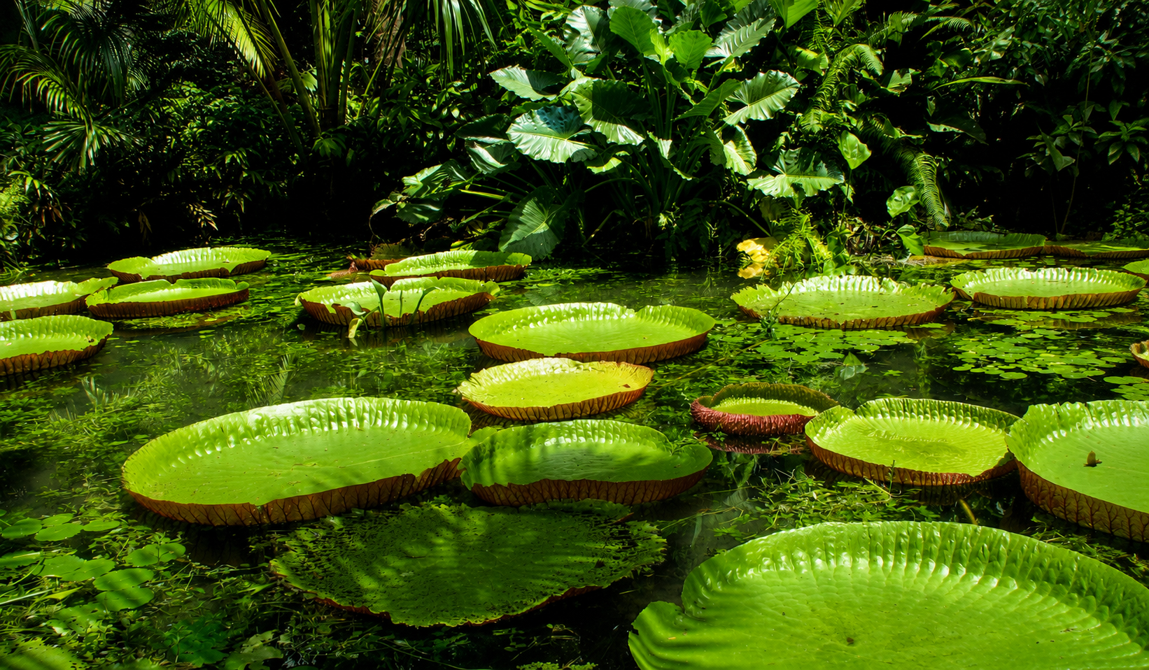 Giant water lilies floating in a lush tropical pond visited during a 4 day Amazon tour.