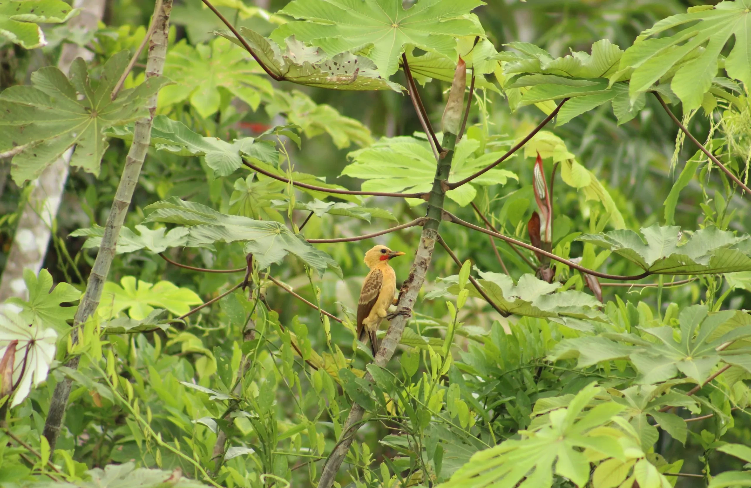 A colorful bird perched among tropical leaves spotted on a Birding Amazon Tour.