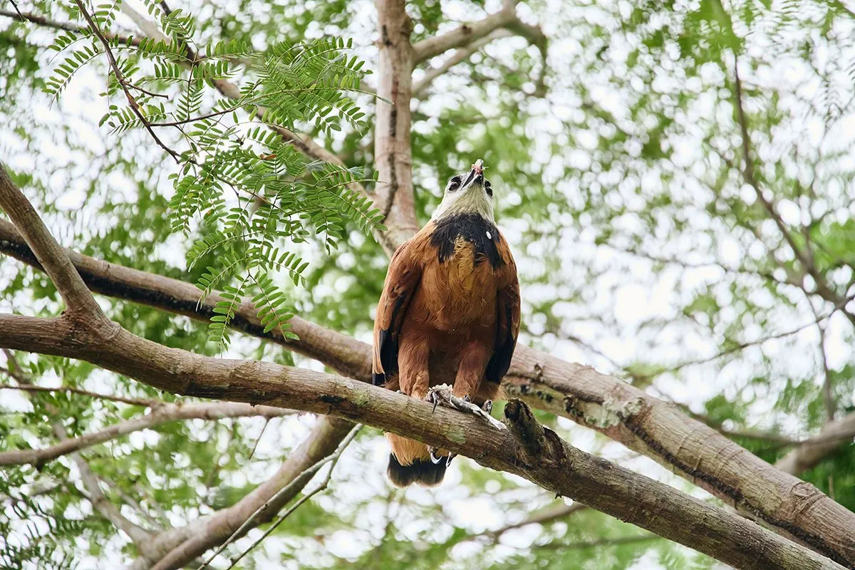 A striking raptor resting on a tree branch in the rainforest during a Birding Amazon Tour.
