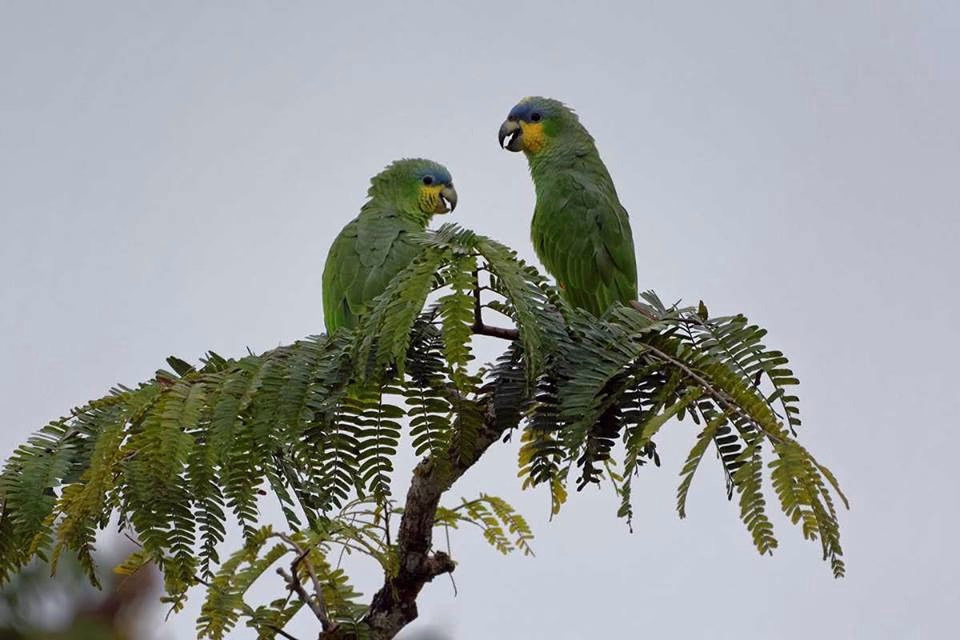 Two green parrots perched on a branch, a memorable sight on a Birding Amazon Tour.