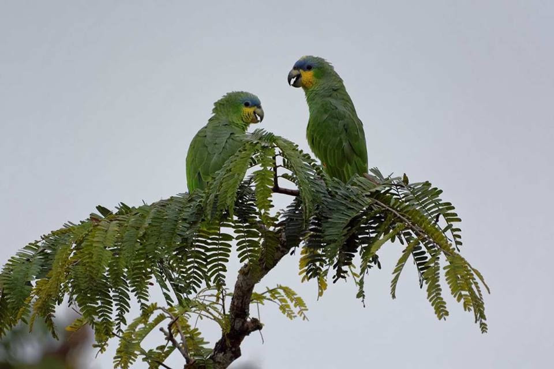 Two green parrots perched on a branch, a memorable sight on a Birding Amazon Tour.