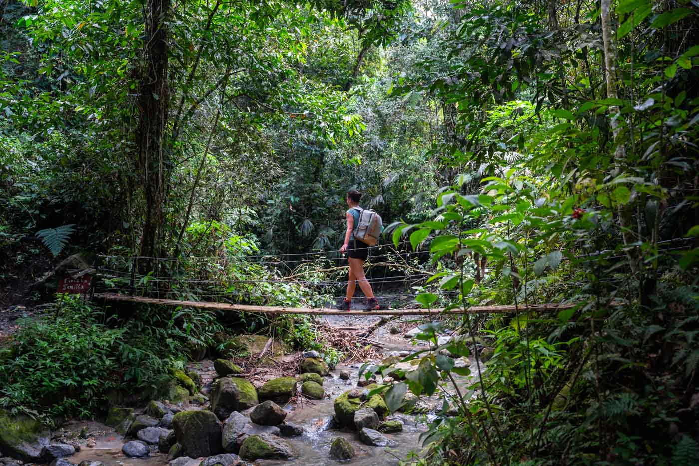 Hiker crossing a small suspension bridge through dense tropical forest on a Minca Tour Santa Marta.