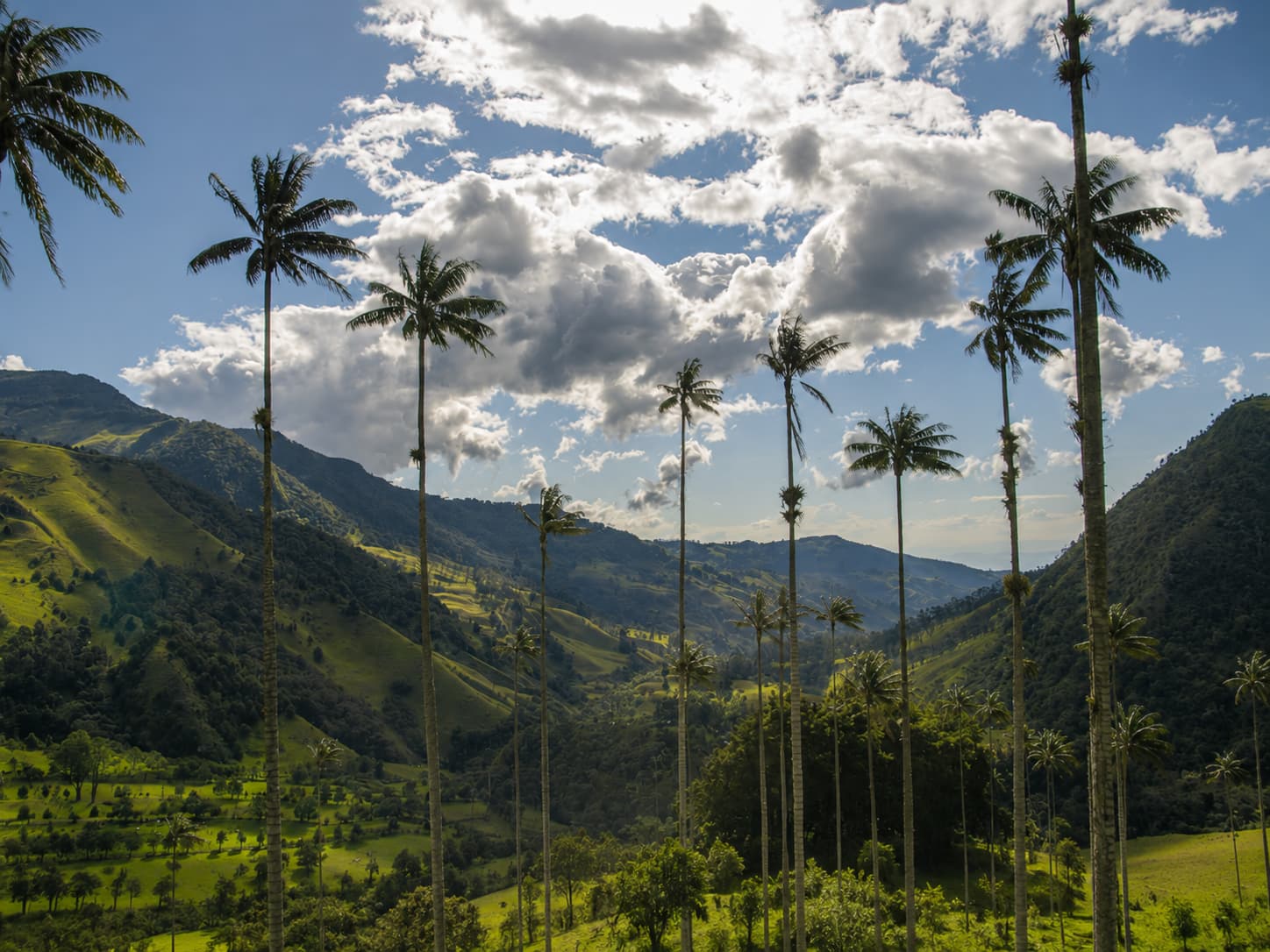 cocora valley landscape coffee region colombia