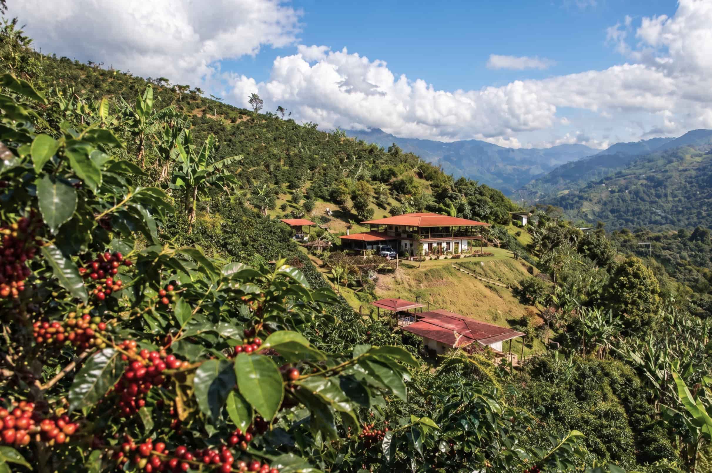 coffee plants with red ripe coffee cherries on hillside farm jardin antioquia colombia