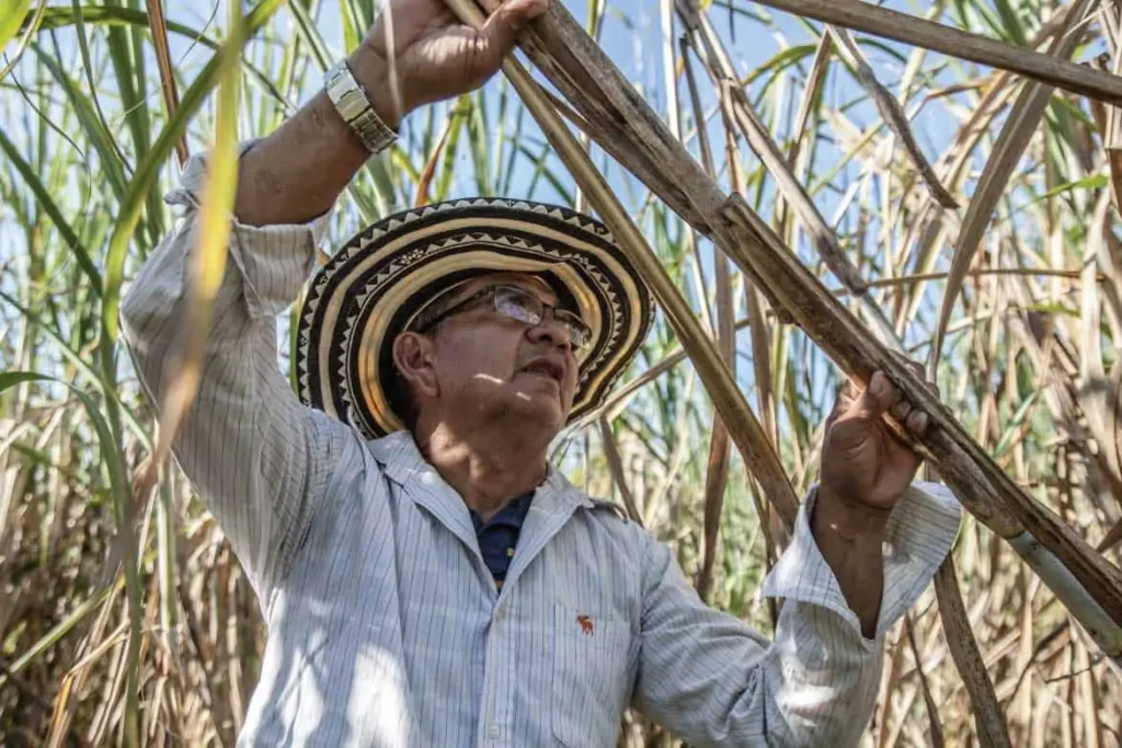 cali-sugarcane-secondary-image-1